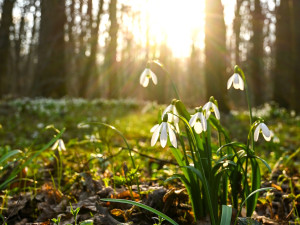 Nádherné koberce květin v Litovelském Pomoraví. Příroda se probouzí, podívejte se