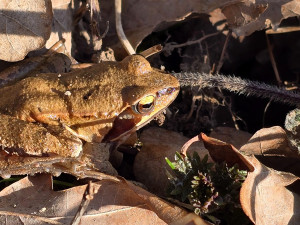 Nádherné koberce květin v Litovelském Pomoraví. Příroda se probouzí, podívejte se