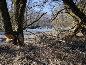 Nádherné koberce květin v Litovelském Pomoraví. Příroda se probouzí, podívejte se
