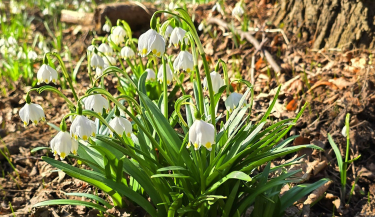 Nádherné koberce květin v Litovelském Pomoraví. Příroda se probouzí, podívejte se