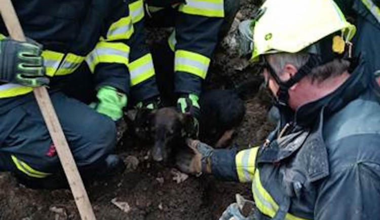 Jezevčík Eda uvízl v liščí noře. Hasiči ho museli vykopat bagrem