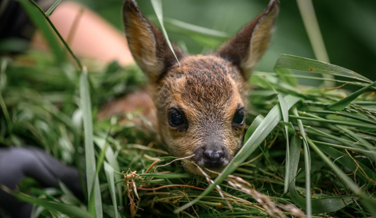 Na Jesenicku chtějí zachraňovat srnčata před sečením. Pomoci má dron s termokamerou