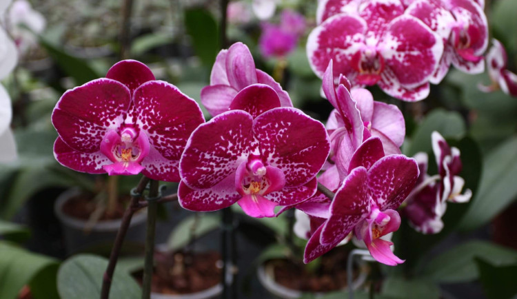 Botanická zahrada v Brně láká na kvetoucí orchideje a tropické motýly