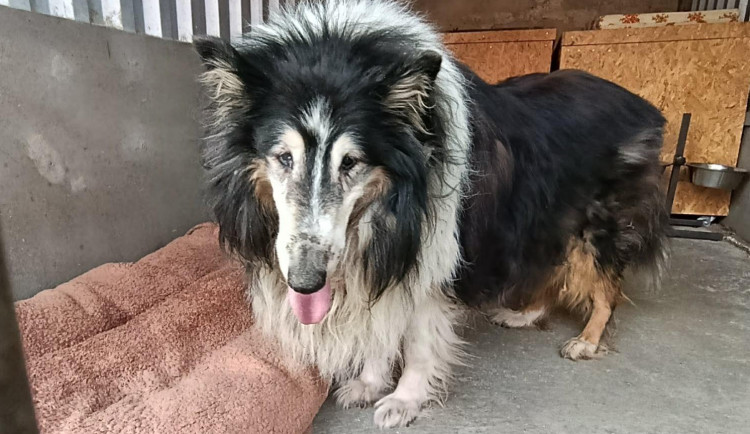 Smradlavá srst a samý dred, zanedbaný Brian po návštěvě salonu ohromně prokoukl