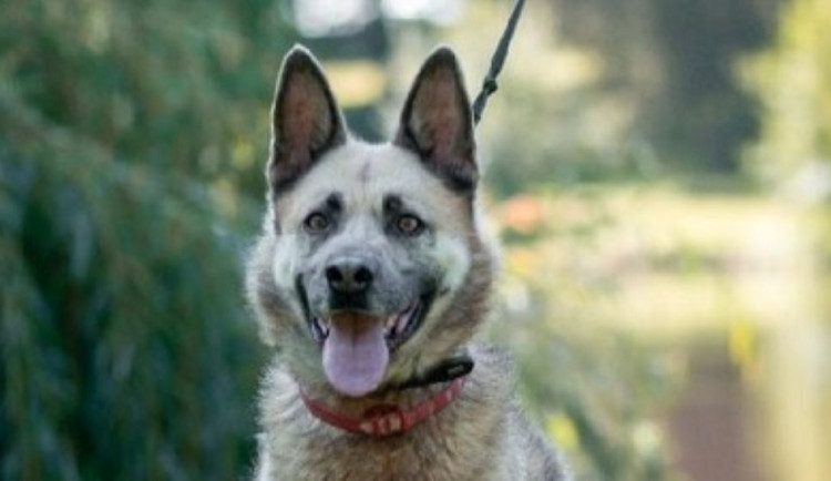 HLEDÁME PÁNÍČKA: Tři pejsci z Čech pod Kosířem potřebují péči, pak budou oddanými kamarády