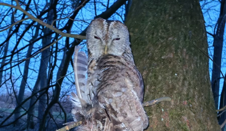 Sražená hrdlička i uvězněný puštík. V Bartošovicích mají napilno
