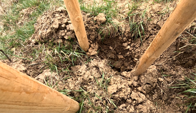 Bizarní krádež, která nemá obdoby. Někdo ukradl ovocnou alej