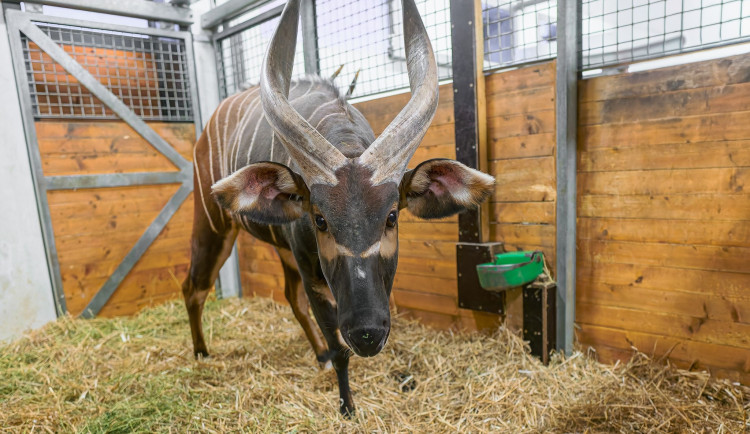 Ze Dvora Králové až do Afriky. Zoo chystá návrat bongů do volné přírody