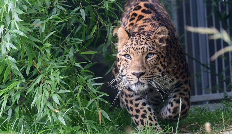 Levhart mandžuský - ilustrační foto