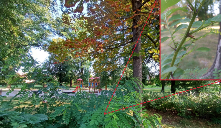 Změna klimatu v praxi. Města musí sahat po rizikovějších stromech, zjistili vědci z Olomouce