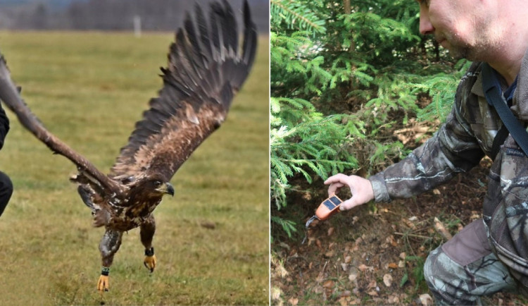 Kuriózní pátrání u hranic. Francouzská orlice s vysílačkou zmizela v Českém lese