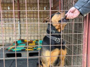 Vrátil se zlomený pes. Příběhy z olomouckého útulku ukazují, že láska někdy nestačí