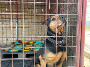 Vrátil se zlomený pes. Příběhy z olomouckého útulku ukazují, že láska někdy nestačí