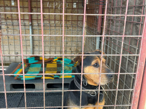 Vrátil se zlomený pes. Příběhy z olomouckého útulku ukazují, že láska někdy nestačí