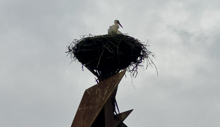 Čáp je zpět. Oblíbený opeřenec se v Hranicích už podruhé vrátil na stejnojmennou sochu