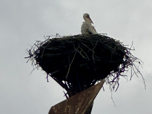 Čáp je zpět. Oblíbený opeřenec se v Hranicích už podruhé vrátil na stejnojmennou sochu