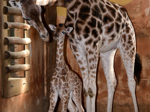 Porod z výšky dvou metrů. V zoo na Svatém Kopečku se narodila žirafí holčička Sisi