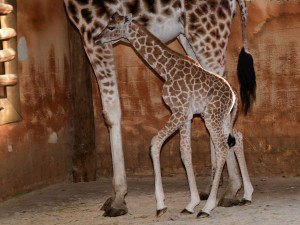 Porod z výšky dvou metrů. V zoo na Svatém Kopečku se narodila žirafí holčička Sisi