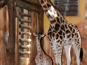 Porod z výšky dvou metrů. V zoo na Svatém Kopečku se narodila žirafí holčička Sisi
