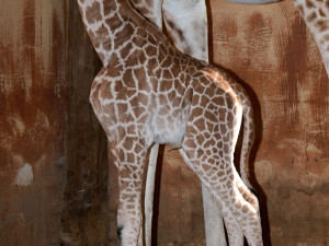 Porod z výšky dvou metrů. V zoo na Svatém Kopečku se narodila žirafí holčička Sisi