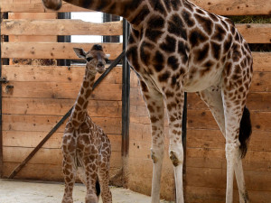 Porod z výšky dvou metrů. V zoo na Svatém Kopečku se narodila žirafí holčička Sisi