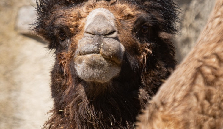 Do Liberce dorazil velbloudí samec. Zahrada by se po letech mohla dočkat mláďat