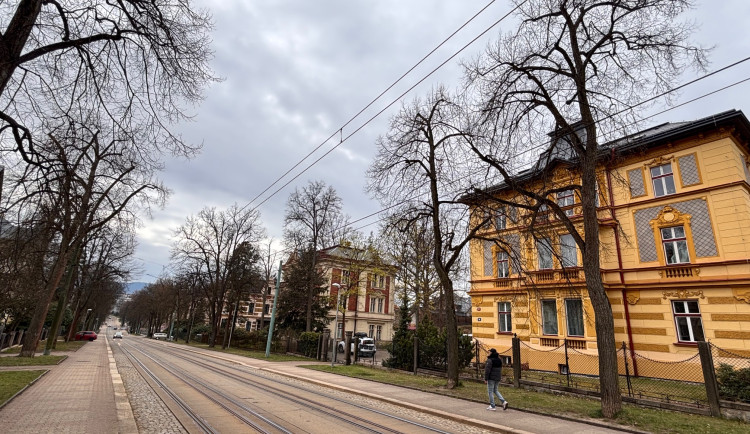 Tahovou zkouškou projde 78 stromů lipového stromořadí v Masarykově ulici