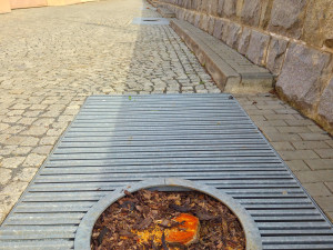 Kácení mladých stromů na náplavce vzbudilo bouři. Měly plíseň, vysadíme nové, tvrdí Olomouc