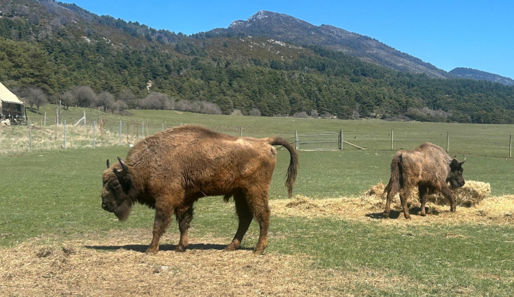 Z Česka až k Azurovému pobřeží. Tři táborští zubři začínají nový život