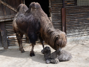 Na Svatém Kopečku mají nové mládě. Narodil se velbloud Möngke