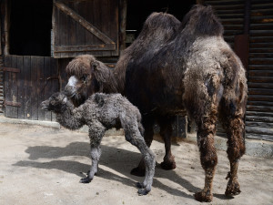 Na Svatém Kopečku mají nové mládě. Narodil se velbloud Möngke