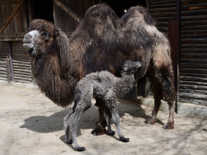 Na Svatém Kopečku mají nové mládě. Narodil se velbloud Möngke
