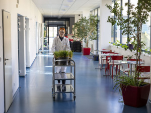 Mutanti na olomouckém poli. Odborníci z Akademie věd testují upravený ječmen