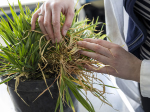 Mutanti na olomouckém poli. Odborníci z Akademie věd testují upravený ječmen