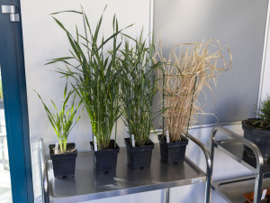 Mutanti na olomouckém poli. Odborníci z Akademie věd testují upravený ječmen