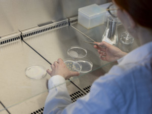 Mutanti na olomouckém poli. Odborníci z Akademie věd testují upravený ječmen