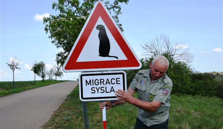 Početnost syslí kolonie u Mohelna na Třebíčsku se loni snížila na polovinu