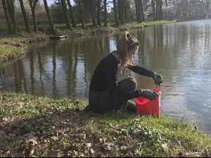 U Šternberka dobrovolníci zachránili stovky žab. Obojživelníci by jinak zemřeli pod koly aut