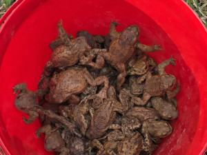 U Šternberka dobrovolníci zachránili stovky žab. Obojživelníci by jinak zemřeli pod koly aut