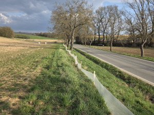 U Šternberka dobrovolníci zachránili stovky žab. Obojživelníci by jinak zemřeli pod koly aut