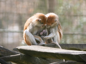 V Zoo Olomouc se narodilo mládě kočkodana. Pomohly i zkušenější samice