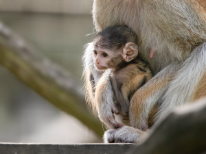 V Zoo Olomouc se narodilo mládě kočkodana. Pomohly i zkušenější samice