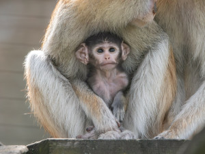 V Zoo Olomouc se narodilo mládě kočkodana. Pomohly i zkušenější samice