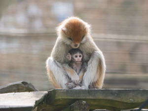 V Zoo Olomouc se narodilo mládě kočkodana. Pomohly i zkušenější samice