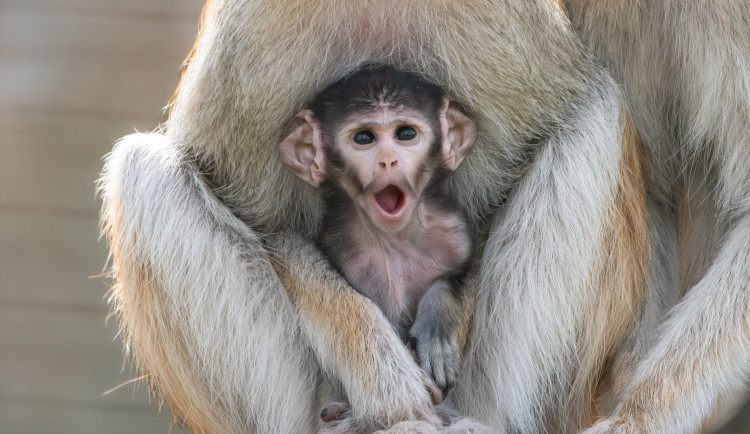 V Zoo Olomouc se narodilo mládě kočkodana. Pomohly i zkušenější samice