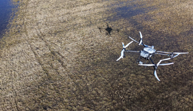 Drony versus komáři. Vědci vylepší monitoring otravného hmyzu v Litovelském Pomoraví
