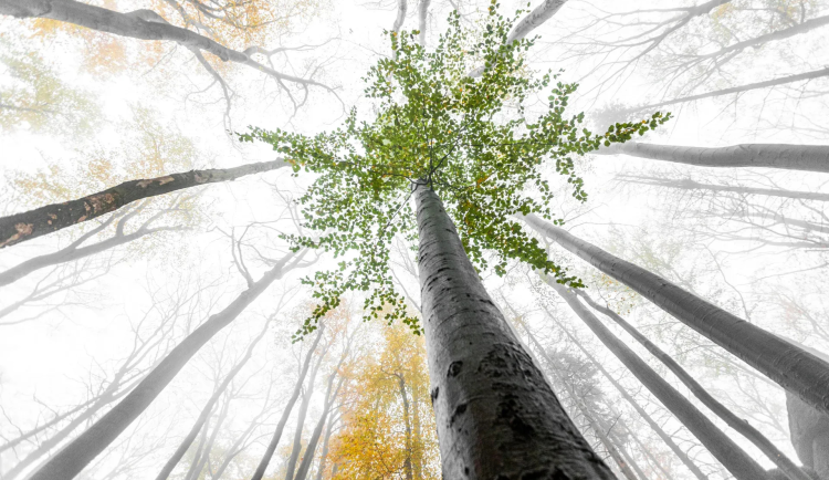 Jizerskohorské bučiny jsou v UNESCO pět let. Dostanou sčítač návštěvnosti