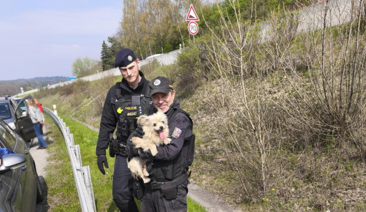 Dojemná solidarita. Fenka po nehodě utekla na rychlostku, doprava stála, naháněl ji, kdo mohl