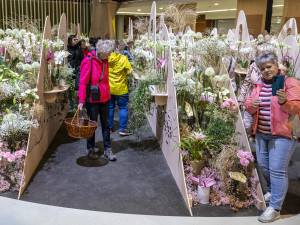 Hlavní expozice jarní Flory Olomouc 2026