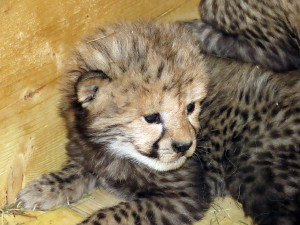 Radost u kočičích sprinterů. V Zoo Olomouc se narodilo šest vzácných gepardů